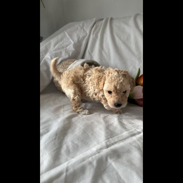 Toy Poodle - Bitches