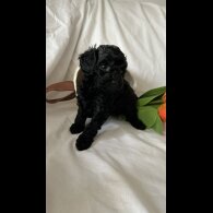 Toy Poodle - Bitches