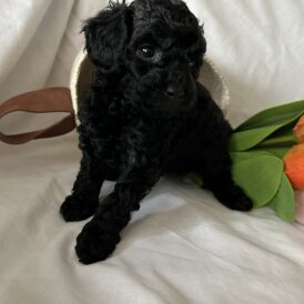 Toy Poodle - Bitches