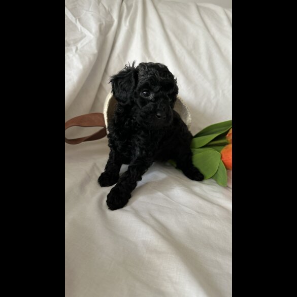 Toy Poodle - Bitches