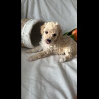Toy Poodle - Bitches