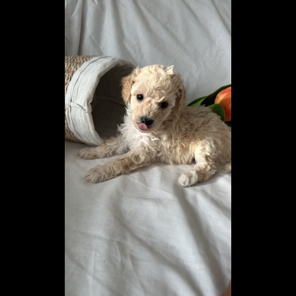 Toy Poodle - Bitches