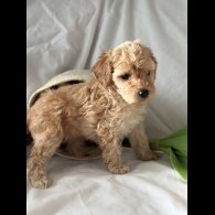 Toy Poodle - Bitches