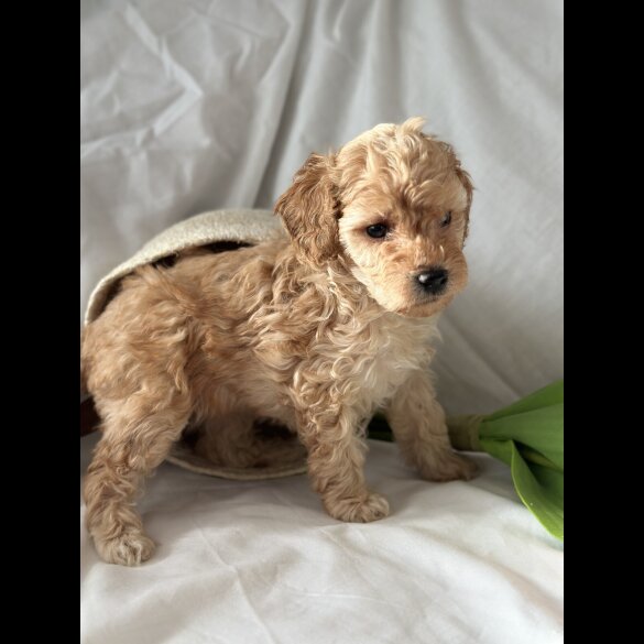 Toy Poodle - Bitches
