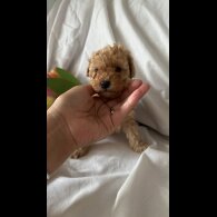 Toy Poodle - Bitches