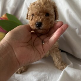Toy Poodle - Bitches
