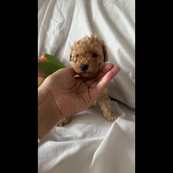 Toy Poodle - Bitches