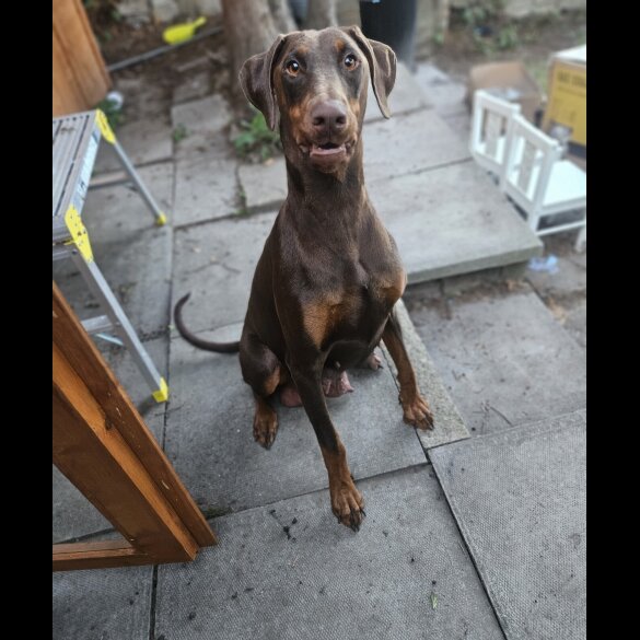 Doberman - Both