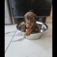 Doberman - Both