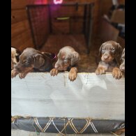Doberman - Both