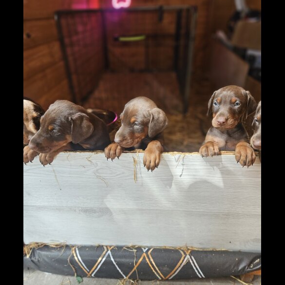 Doberman - Both