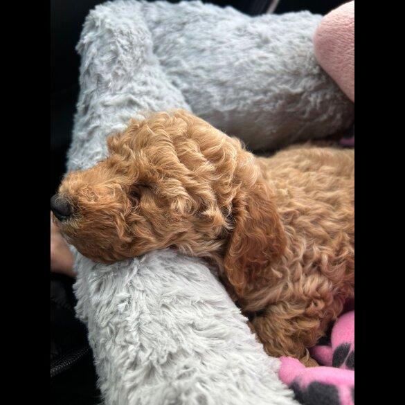 Miniature Poodle - Dogs