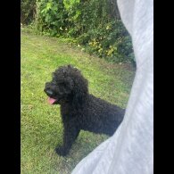 Miniature Poodle - Dogs