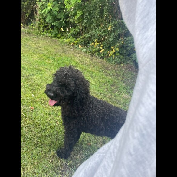 Miniature Poodle - Dogs