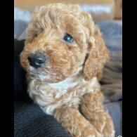 Miniature Poodle - Dogs