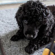 Miniature Poodle - Dogs