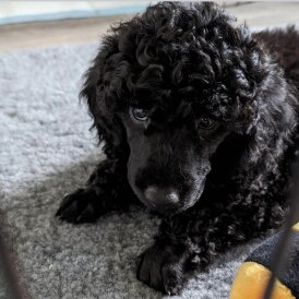 Miniature Poodle - Dogs
