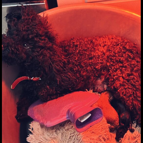 Miniature Poodle - Dogs