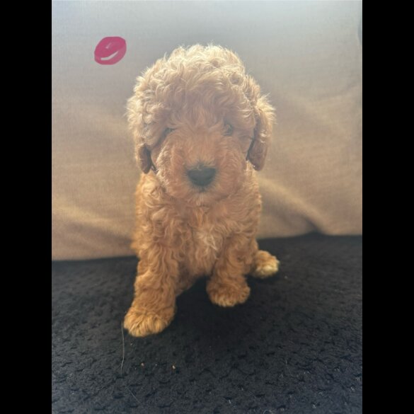 Toy Poodle - Both