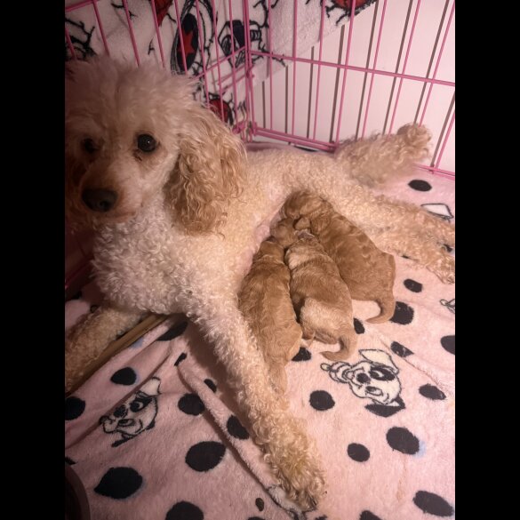 Toy Poodle - Both