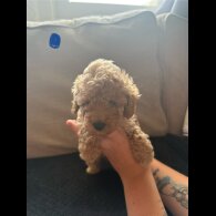 Toy Poodle - Both
