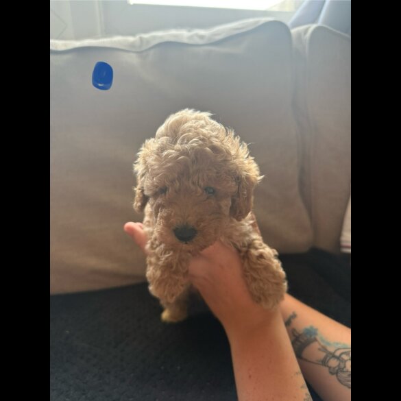Toy Poodle - Both