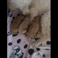 Toy Poodle - Both