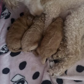 Toy Poodle - Both
