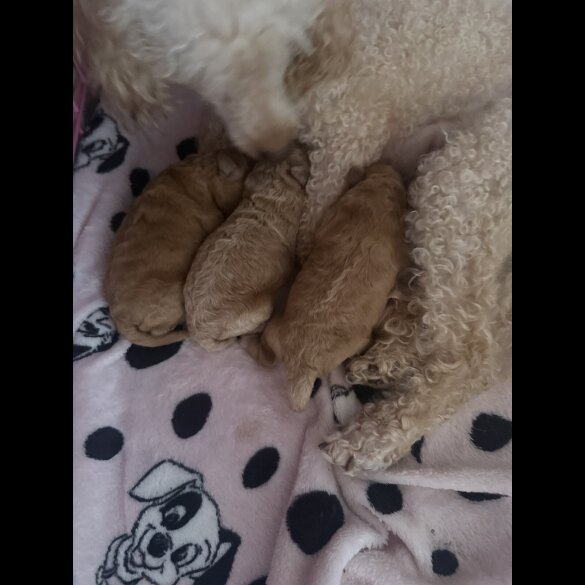Toy Poodle - Both