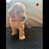 Toy Poodle - Both