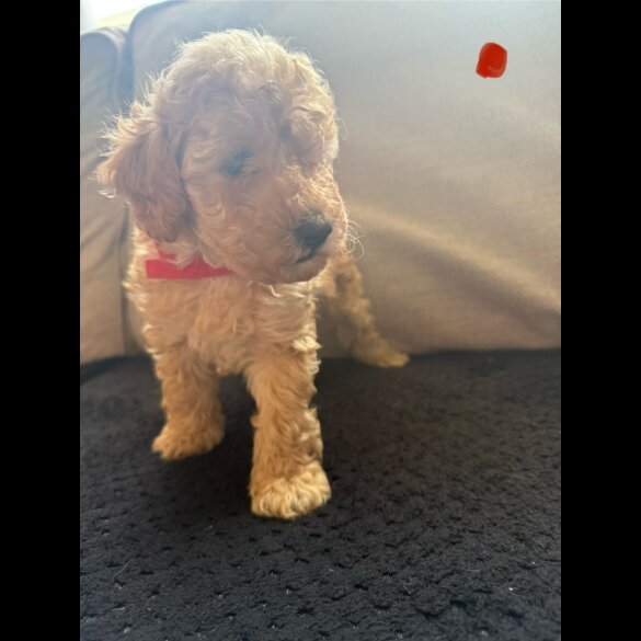 Toy Poodle - Both