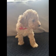 Toy Poodle - Both