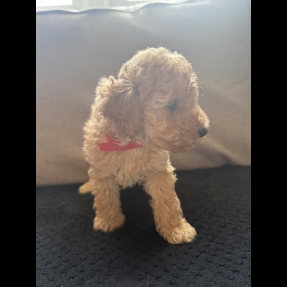 Toy Poodle - Both