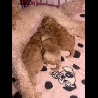 Toy Poodle - Both