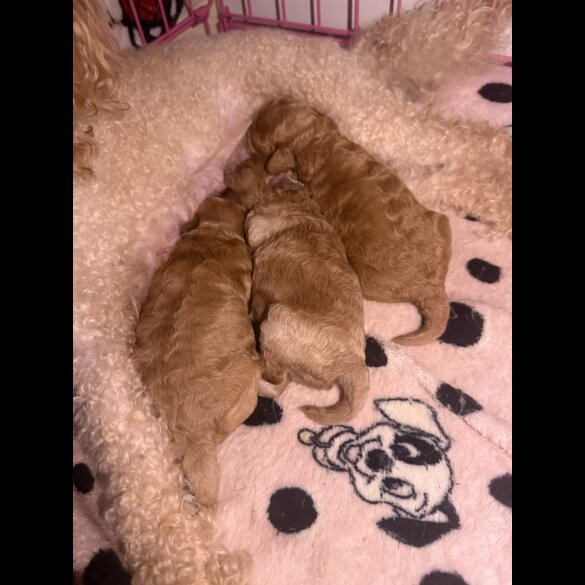Toy Poodle - Both
