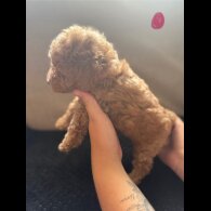Toy Poodle - Both