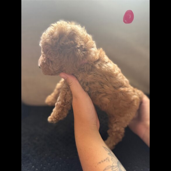 Toy Poodle - Both