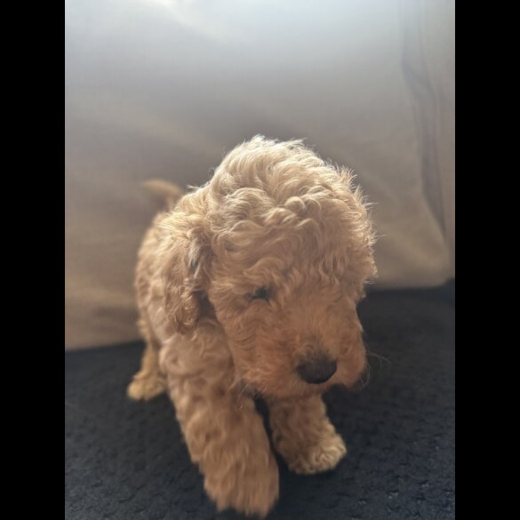 Toy Poodle - Both