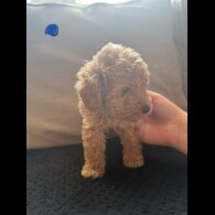 Toy Poodle - Both