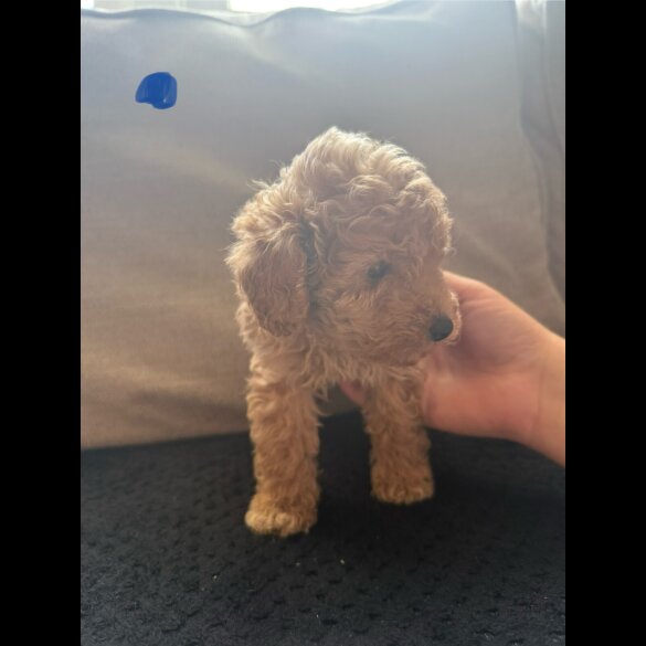 Toy Poodle - Both