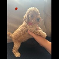 Toy Poodle - Both