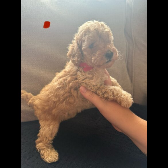 Toy Poodle - Both