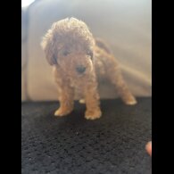 Toy Poodle - Both