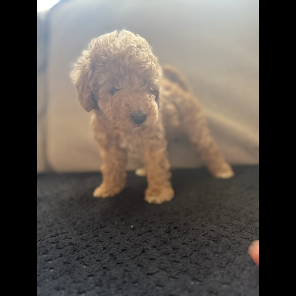 Toy Poodle - Both