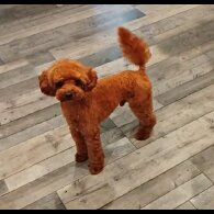 Toy Poodle