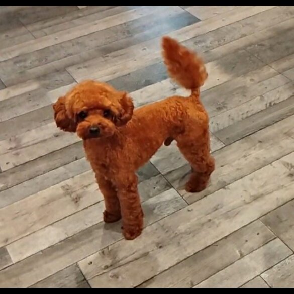 Toy Poodle
