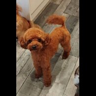 Toy Poodle