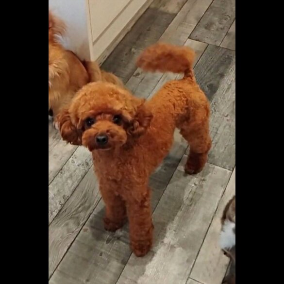 Toy Poodle