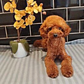 Toy Poodle