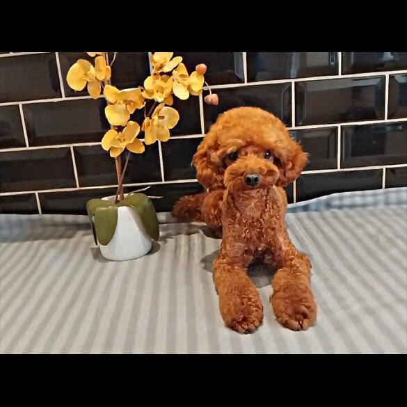 Toy Poodle